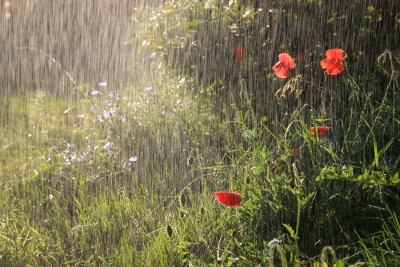 Nisanda yağan yağışın suyunun faydaları