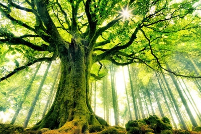 Ağacın Quranda yeri